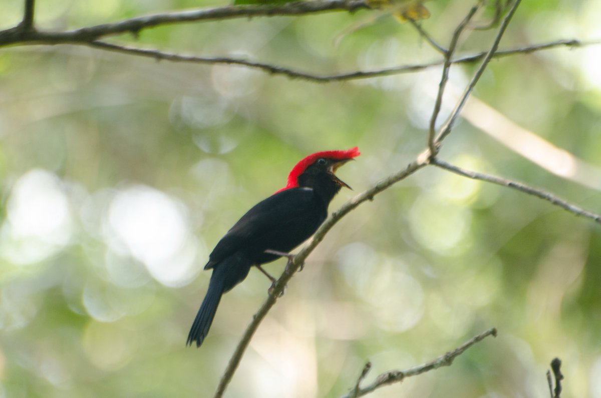 LiaKajiki's tweet image. 🚨Manakin Alert🚨 🧶1/6

Our study has just been published @EMUJournal!

We found that:
1. Males defend territories that can have nests
3. Males display! But solitarily. 

Individual territoriality in lekking species: the case of the Helmeted Manakin tandfonline.com/doi/full/10.10…