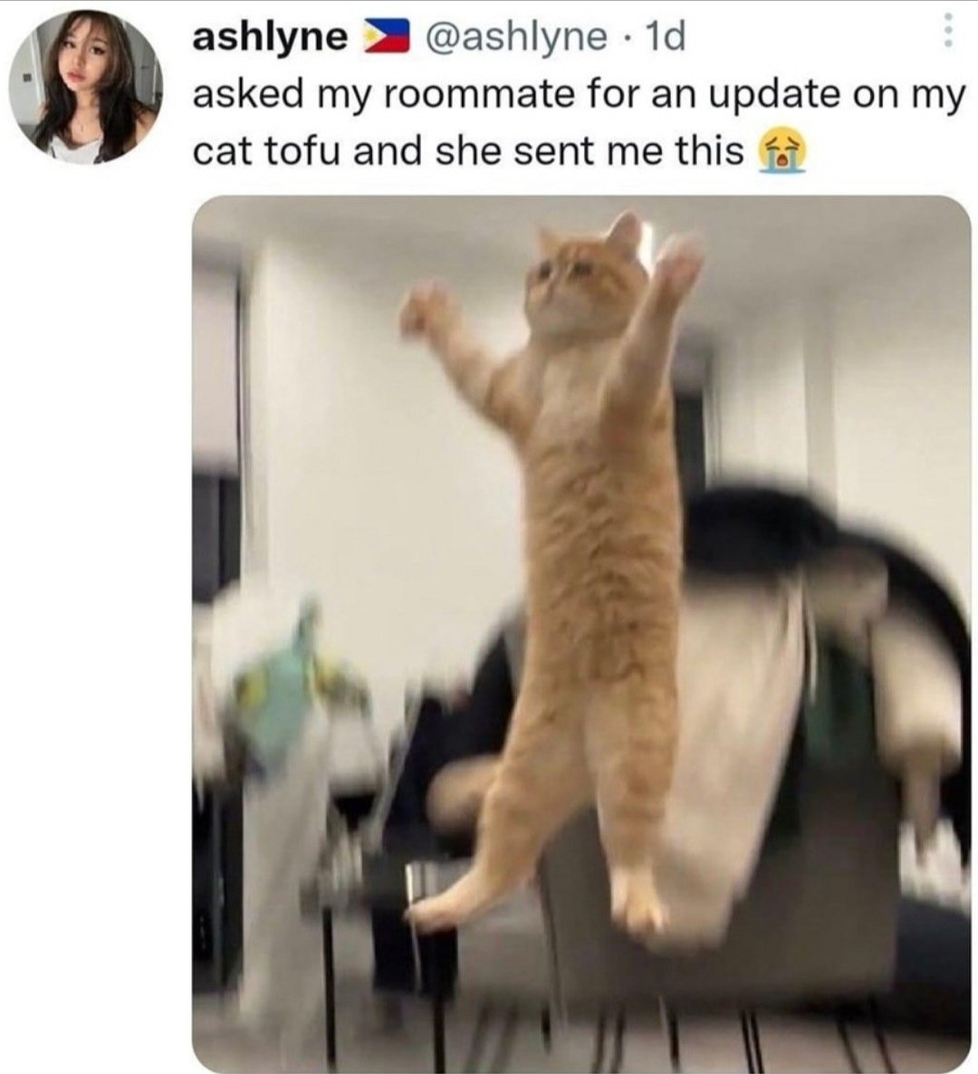 chaoticcatpics's tweet photo. its that time of day. 

i want to see your cats. https://t.co/4JVE22zfg8