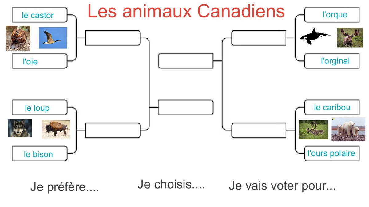 We are having 'des tournois' each week to practice expressing opinions and preferences. Last week, Cheetos won the battle of 'les croustilles'. This week, we are voting on Canadian animals.  Qui va gagner - who will win?
#fslchat   #OuiTeachInFrench