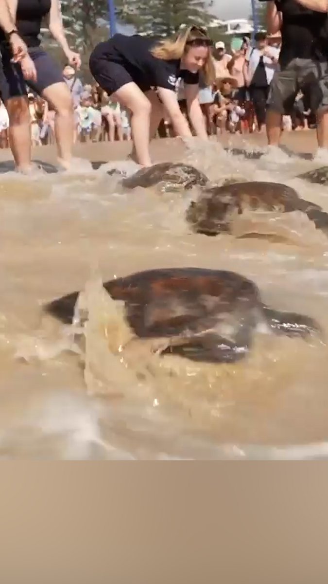 Turtle Back Roots Four sea turtles that had been rescued and rehabilitated were recently ...