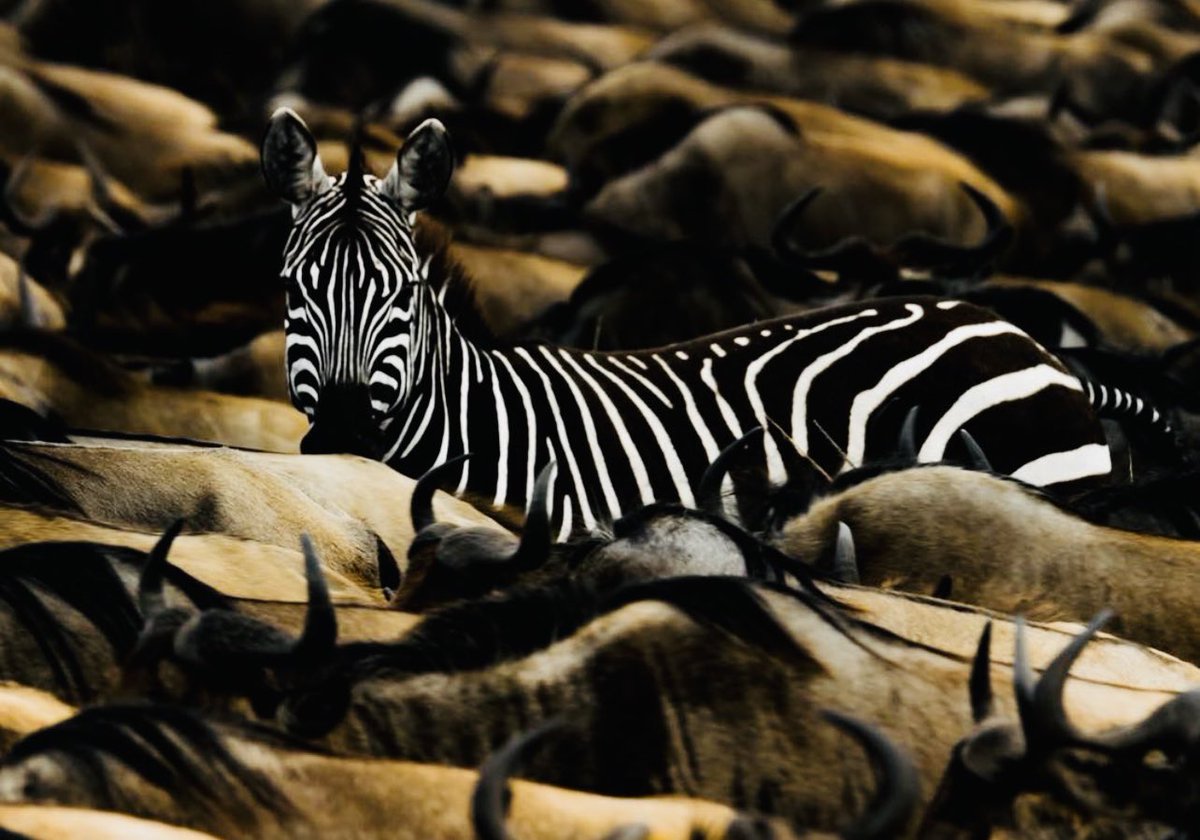 WithInfused's tweet photo. Infused with Africa by @Marc_Player #playerdesign #black #white #blackandwhite #infusedwithafrica #player #marcplayer https://t.co/97iIWwWSQn