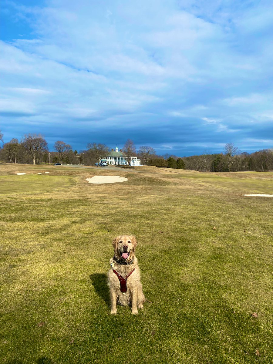 JoshuaNethaway's tweet photo. Finn loved the opportunity to get out onto the golf course and chase some geese! Trying to teach an old dog new tricks! https://t.co/7xCaYR1J7u