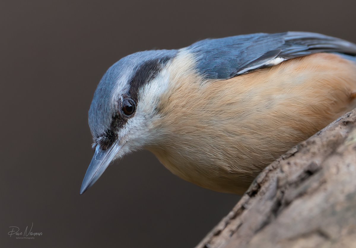 Day out for the woodland stuff. The #nuthatch made a lovely appearance. #TwitterNatureCommunity #birds #birdphotography #nature #wildlife #bird #woodland #photography @SonyUK @AP_Magazine #sonyalpha #cheeky #lincolnshire #wildlifephotography #camera #love #passion #colours