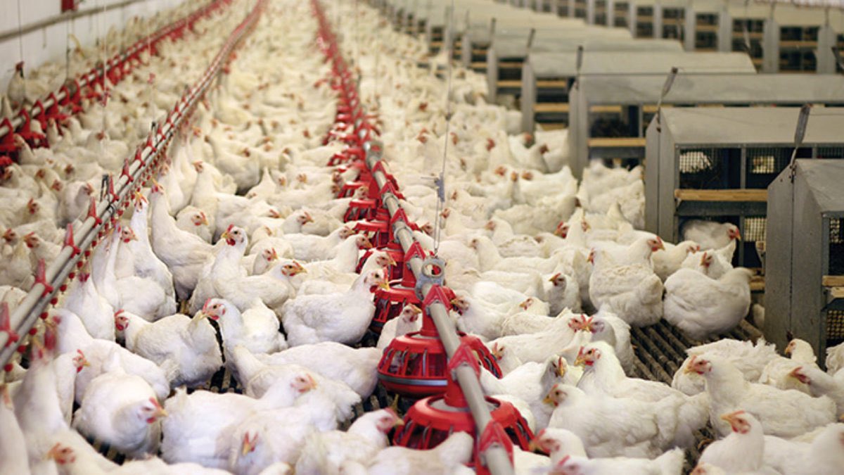Gracelandfarmer's tweet photo. Do you plan to join poultry farming if you get the opportunity?

Like, retweet, and leave a comment; let's see how many of us are interested.
Soon, I will provide with you a guidance on how you can make it a successful project. https://t.co/VH4rm65IXq