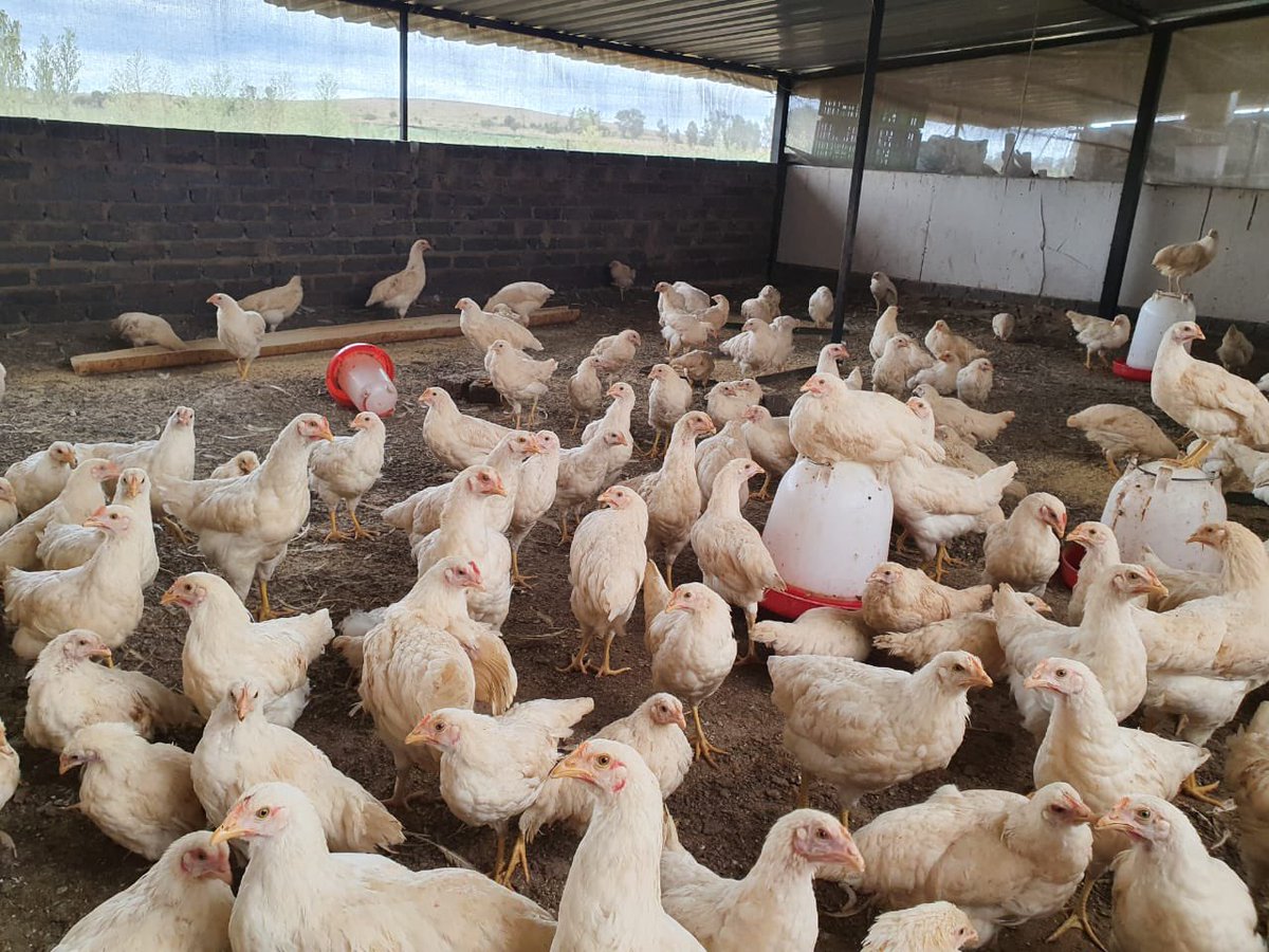 Gracelandfarmer's tweet photo. Do you plan to join poultry farming if you get the opportunity?

Like, retweet, and leave a comment; let's see how many of us are interested.
Soon, I will provide with you a guidance on how you can make it a successful project. https://t.co/VH4rm65IXq