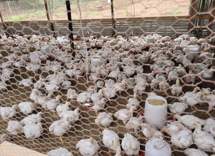Do you plan to join poultry farming if you get the opportunity?

Like, retweet, and leave a comment; let's see how many of us are interested.
Soon, I will provide with you a guidance on how you can make it a successful project.