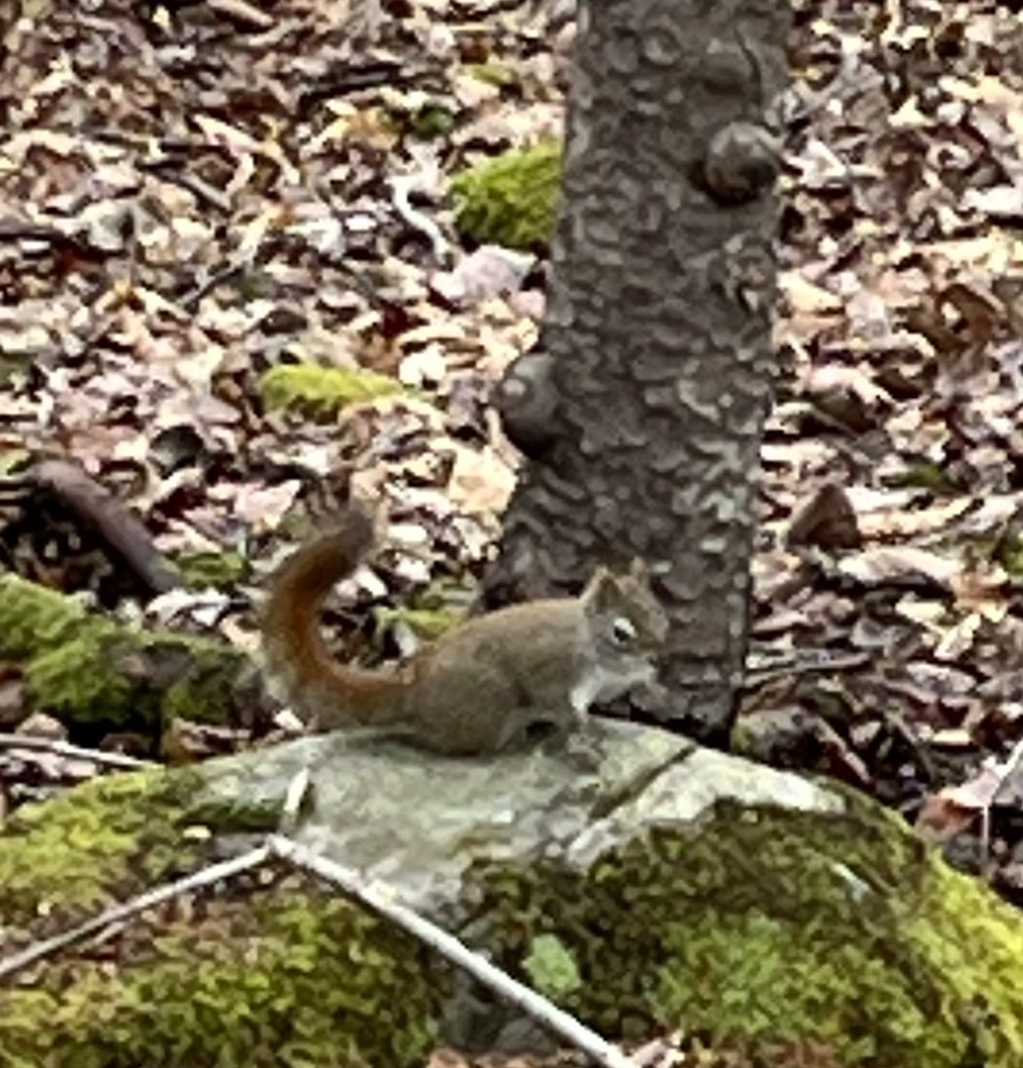 Enjoying Winter Walk Day with some animal friends❄️ <a href="/EcologyAction/">Ecology Action Centre (EAC)</a>