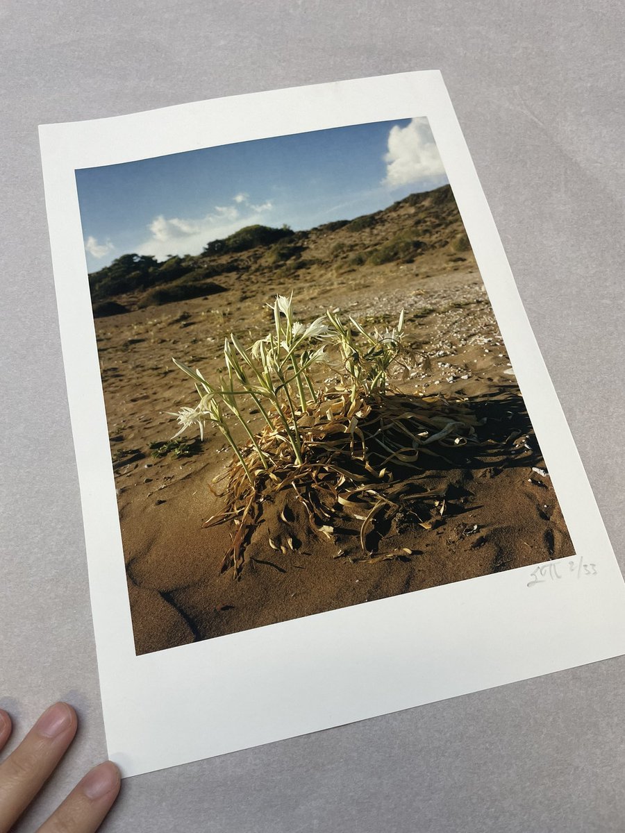 Fstopandroll's tweet photo. Happy to say this print is going off to a good home, thanks to a donation to @decappeal as part of #PhotoPrintDay @PhotoPrintDay. Still got a couple more, if you'd like one pick a charity helping in #TurkeySyriaEarthquake and get in touch. https://t.co/XU32HJohlf