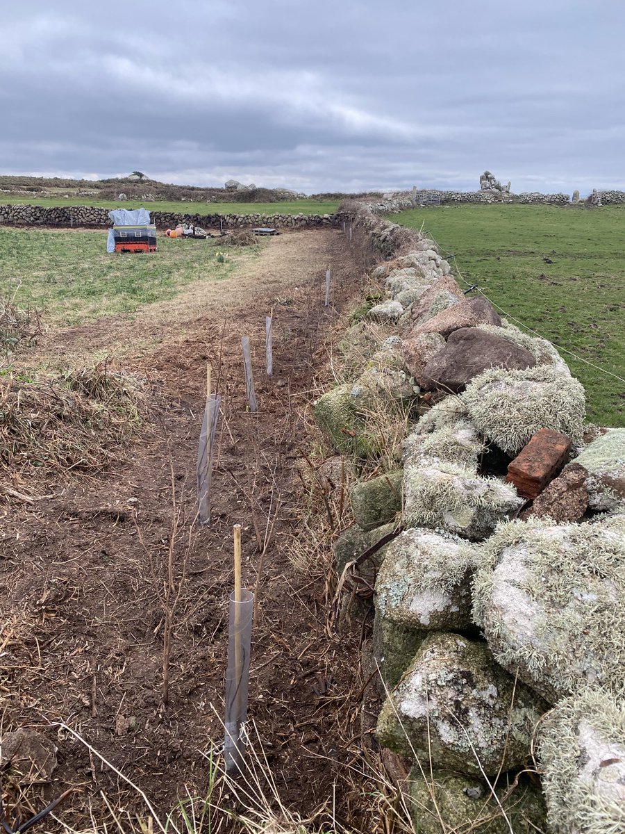 westward_farm's tweet photo. Cleared lots of old brambles to make way for planting new mixed native hedging on the farm 😍 1000 to plant in total so will keep us busy for a while ! #nativehedge #hawthorn #hazel #holly #blackthorn #guelderrose #islesofscilly https://t.co/6MSz7WLPS9