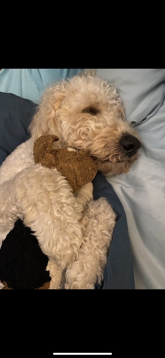 RachelPollyAnna's tweet photo. @bunsenbernerbmd This is Charlie. He is called this because I thought I was the boss but apparently my children are in charge; they chose his name https://t.co/h7iDvZ7h6h