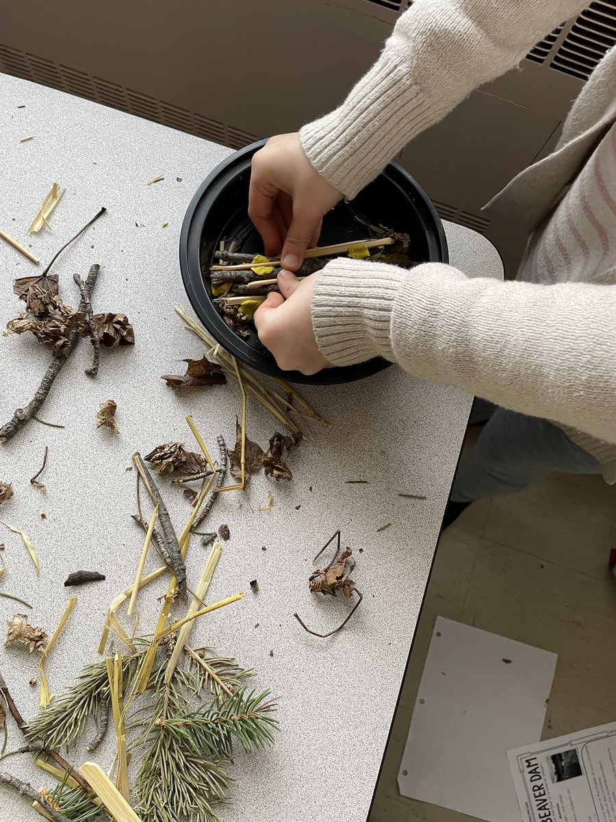 MrsKovari's tweet photo. Hard at work building our beaver dams in our structures unit! https://t.co/i7WZQqVhQD