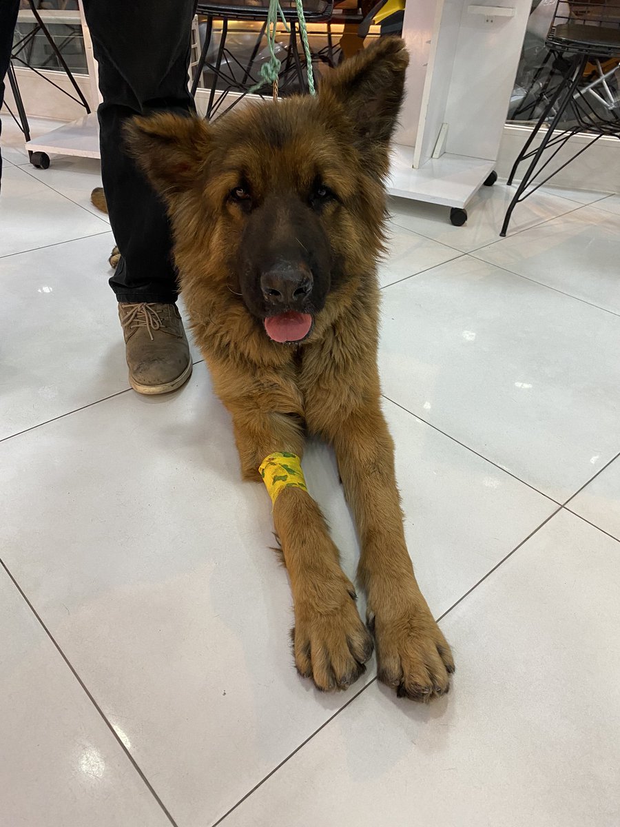 Bir adam bu çocuğu vurarak, sürükleyerek ve küfür ederek zorla bir yere getiriyordu. Takip edip polis eşliğinde elinden aldım. İnanılmaz uysal bir çocuk ve muayenesi kan sonucu temiz çıktı. Çok acil geçici kalıcı yuva-uygun fiyatlı pansiyon arıyorum. Öğrenciyim görüp geçmeyin.