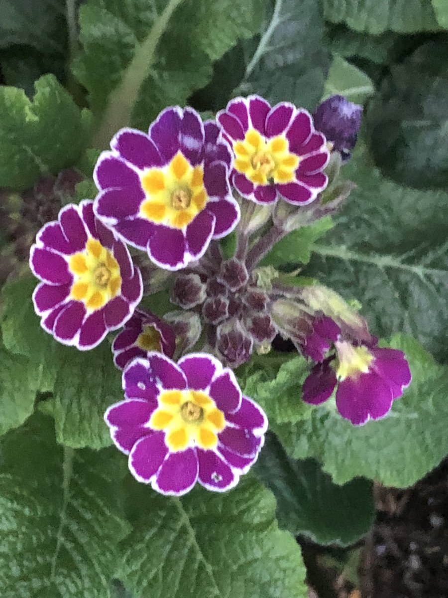 So pleased to see these cheery little primulas coming back this year! #feelslikespring #garden_walk #flowerhunting