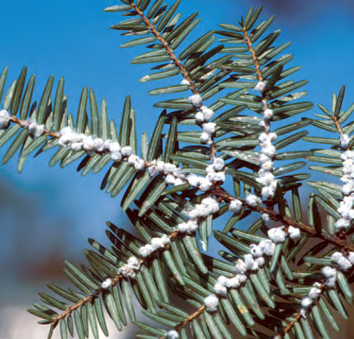 naturalinquirer's tweet photo. The hemlock woolly adelgid is an invasive species that attacks hemlocks in the southeast, creating a cascade of negative impacts on the ecosystem. Learn more in our publication geared towards adults - "What Lies Beneath"! https://t.co/aq3MEObRwj

📸Michael Montgomery
#NISAW https://t.co/sqoJTFM4oc