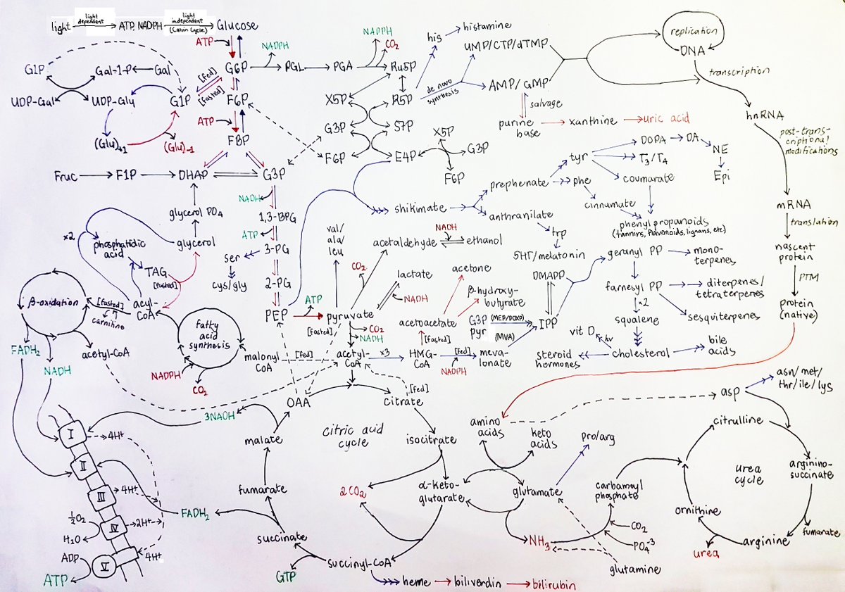 Probably overkill for RPh Licensure exams (you never know though), but here's an updated intermediate-level Biochem/Pcog Metab map I made for my lectures last 2019.

For free use to all, whether from Manor/ my affiliated institutions or not

Link: drive.google.com/file/d/1Na3ZyO…