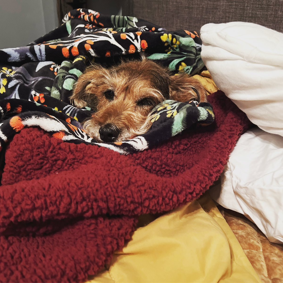 shan_richard's tweet photo. Today is Teddy’s 6 year #gotchadayanniversary🐾. As you can see, he’s just as blanket obsessed as ever. The floral one was a gift from his aunt Katie. The red one from his grandparents. They were fresh out of the dryer which is his favorite.
#dogdaysforever #rescuedog #teddsters https://t.co/byVmAkypq6