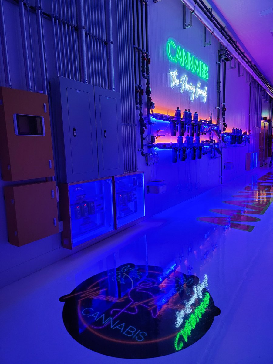 Miami Mango Cannabis🦩🥭 tweet media