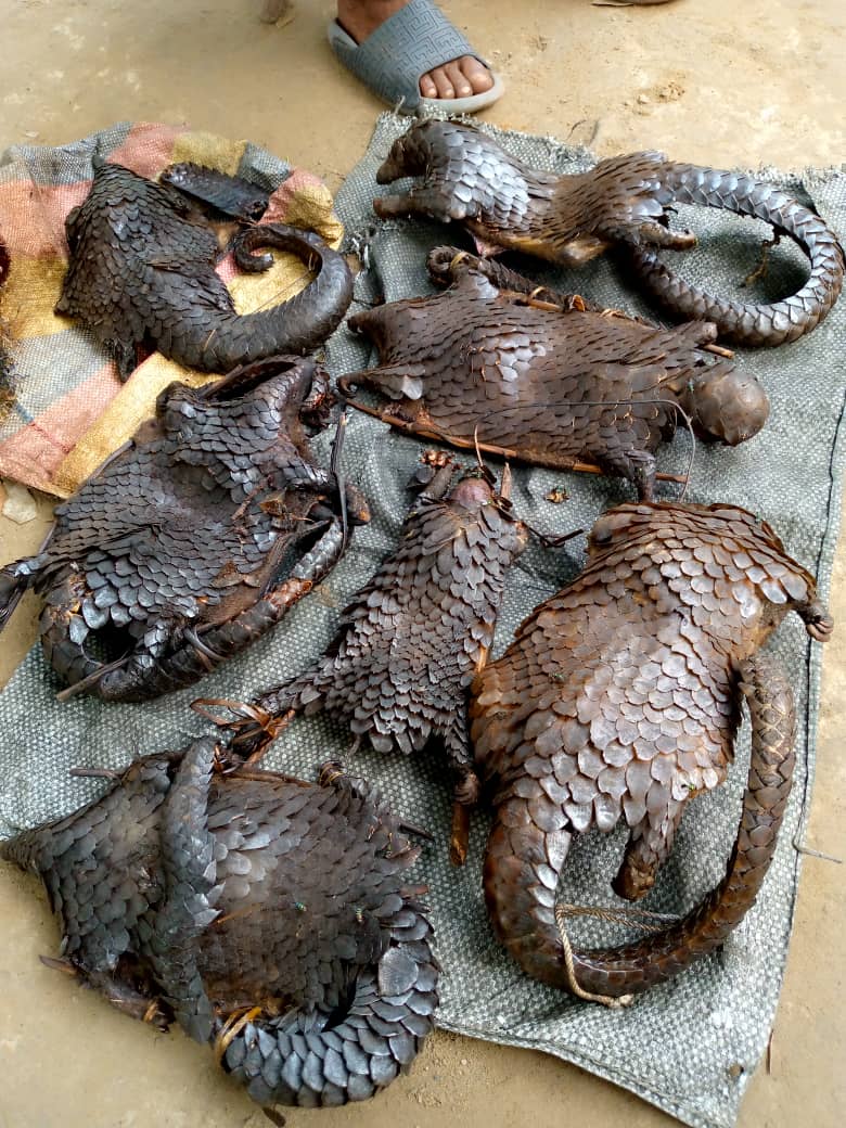 Our Evolving Earth on Twitter "These poor gentle creatures, are so