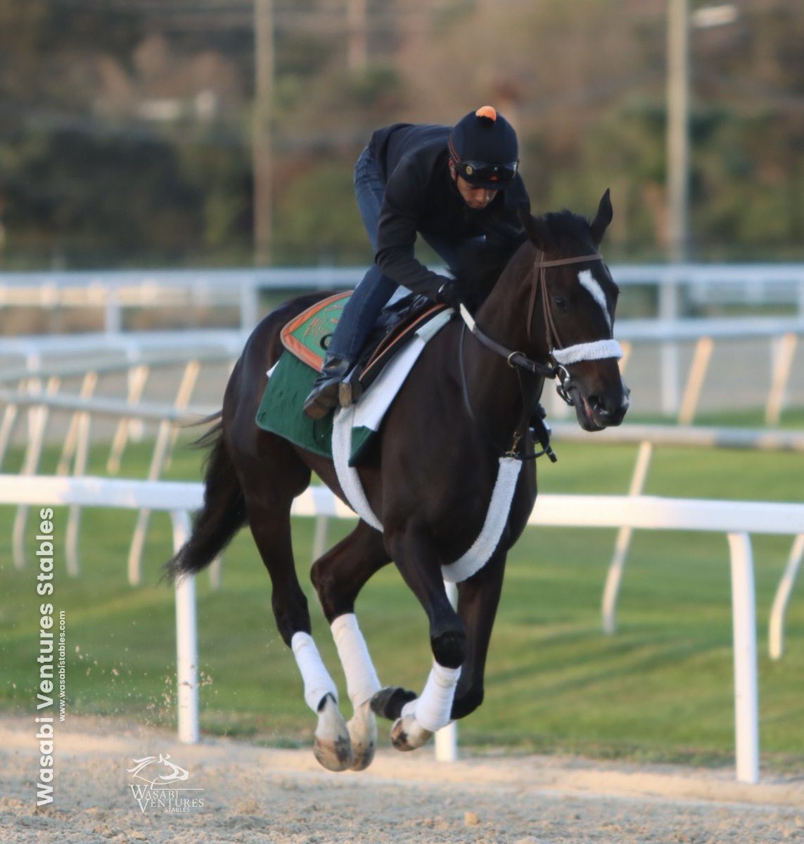SarahHorsegirl's tweet photo. Happy Tuesday from Ginettes On Fire #AlwaysDreamingfilly #GinettesOnFire #WasabiStables https://t.co/jORCuYgpgI