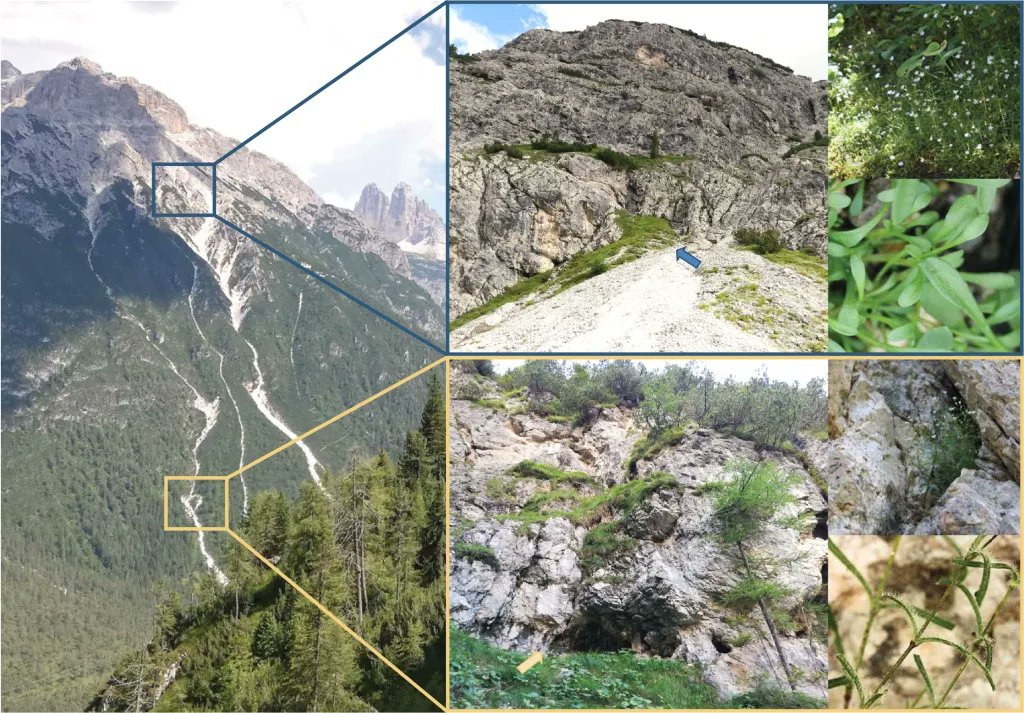 molecology's tweet photo. Polygenic traits appear key to opening multiple routes for adaptation.
Check out the story behind a study of parallel evolution at Molecular Ecology Spotlight:
https://t.co/QX1vU4jqbf
@ViePlantGenom @PlantGenUnivie @PopGenViennaPhD @bfwald @MupdnW
Photos: Szukala A and Paun O https://t.co/H24dDF4bp6