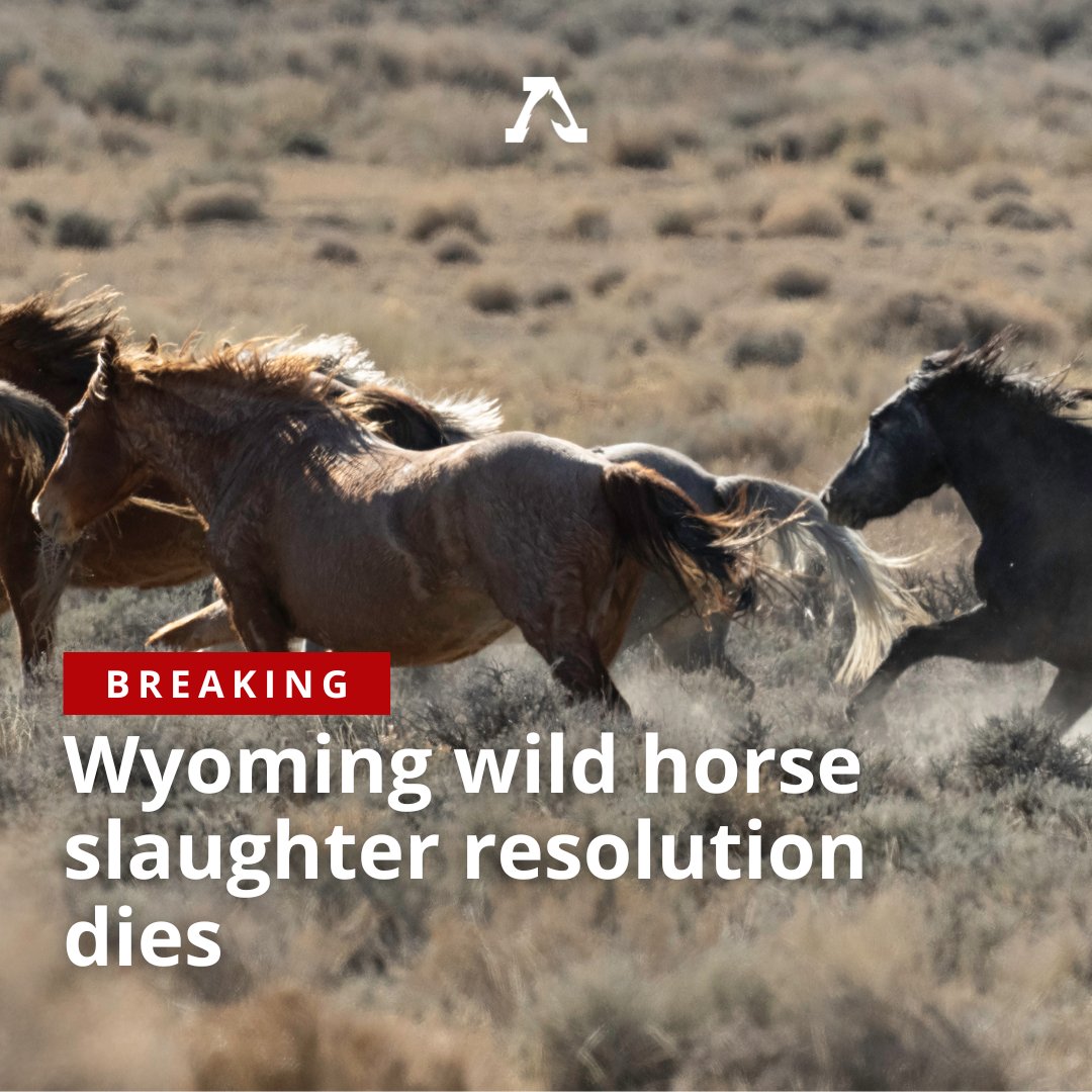 BREAKING NEWS: A Wyoming resolution calling for the resurrection of wild horse slaughter has died in the Senate Agriculture Committee. #nohorseslaughter bigfoot99.com/bigfoot99-news…