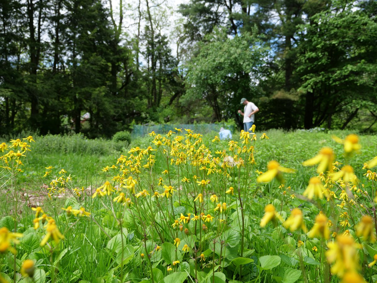 TesslerMichael's tweet photo. Finally published on backyard meadow diversity. Critters thrive in these spaces, and - based on our data - so do microbes! Maybe consider replacing some of your lawn with wildlife habitat? 
@EmilyHerstoff @sethwcunningham + Felix David @SFCNY @AMNH
https://t.co/rnXryVN3pK https://t.co/k5XXHcopL2