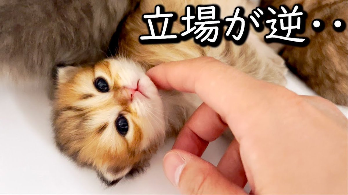 MeowMoeDotCom's tweet image. 【ペルシャの子猫】気づいたら赤ちゃんと立場が逆になってた件 ∼猫のいる生活 ...
 
meowmoe.com/37614/
 
#Neko #TinyKitten #ペルシャ #マンチカン #マンチカン子猫 #ミヌエット #もちまる日記 #子猫 #猫出産 #白