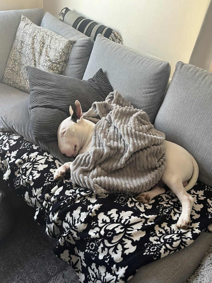 In my next life I want to be a dog! 
#TuesdayFeeling