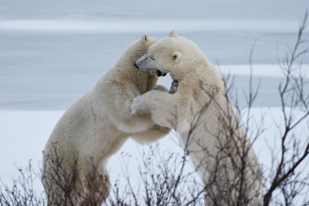 Louis Riel School Division tweet media