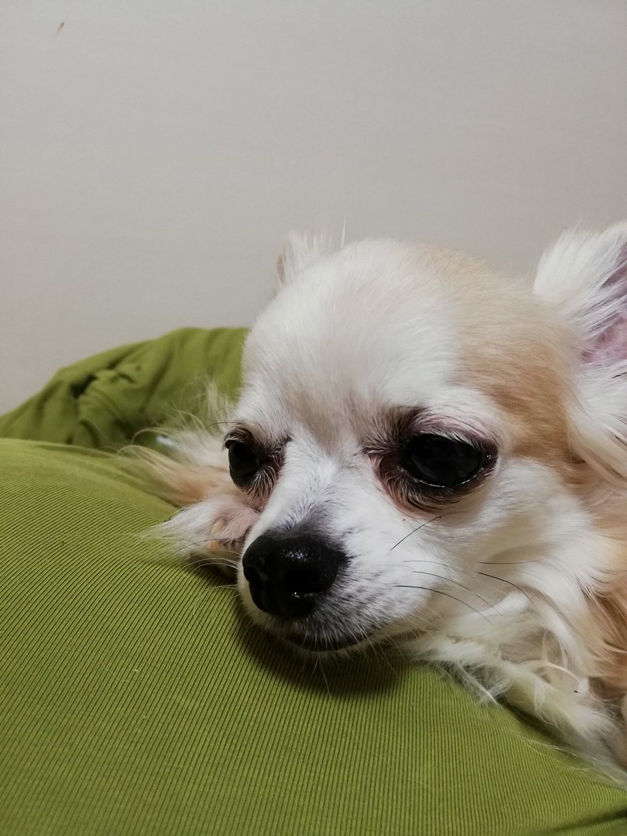 mayucocon330's tweet photo. 今日嬉しかったこと3つ
・おととい息子と喧嘩して昨日仲直りして今日はお互い思いやりを感じてくすぐったい
・ヤンニョムチキンがおいしく作れて息子にもうけてペレくんが可愛い
・後輩ちゃんが頼ってくれたこと。 https://t.co/BLSeFI8XpF