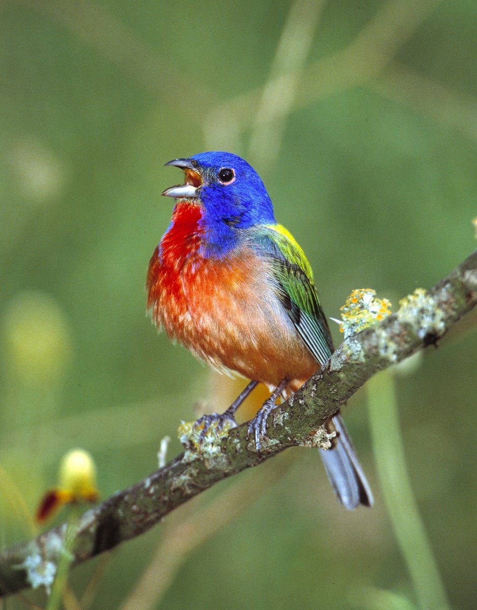 Austin Water on Twitter "W/so many examples of birds, wildlife