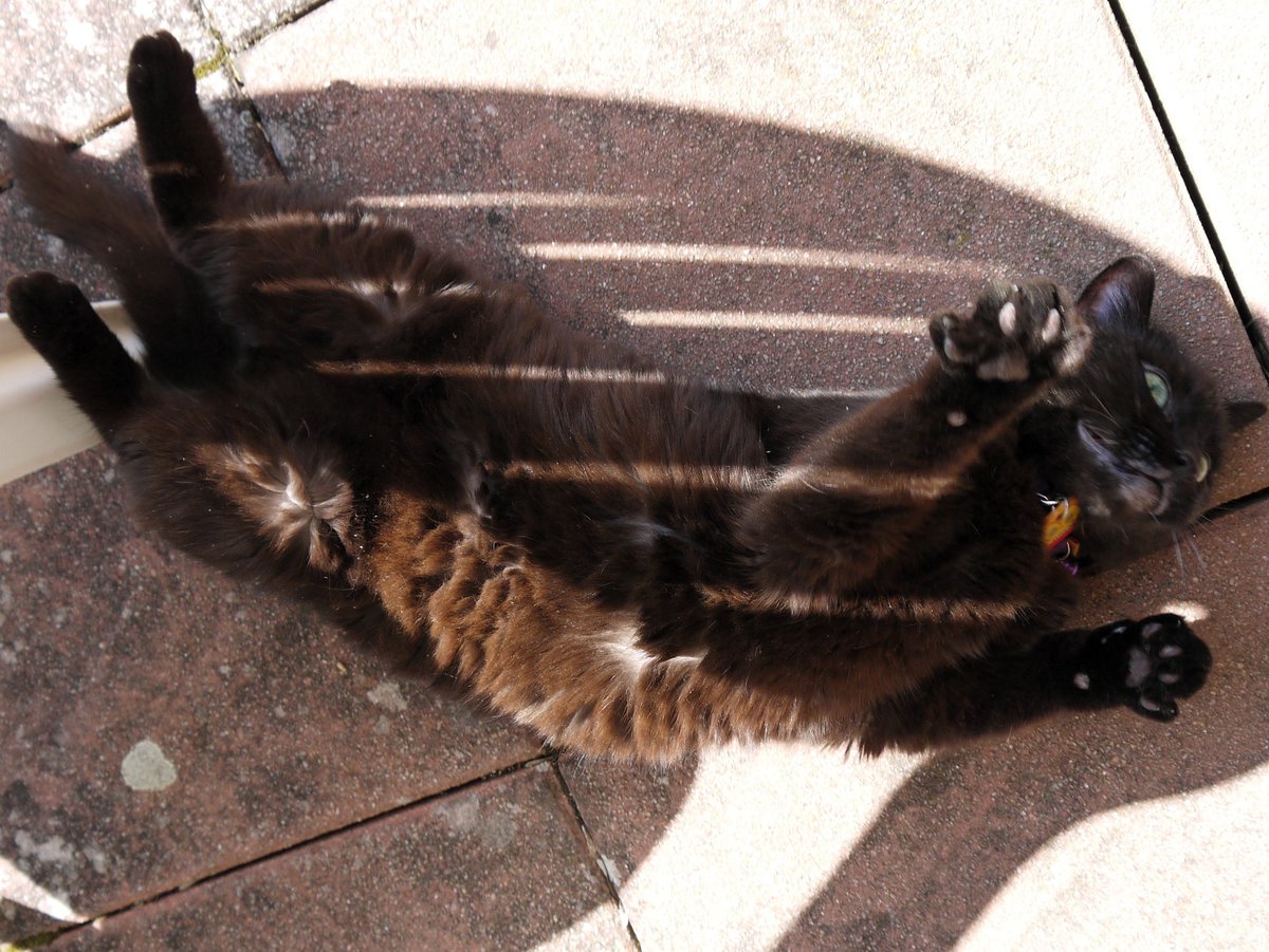 #LoveYourPetDay and everyday ❤️