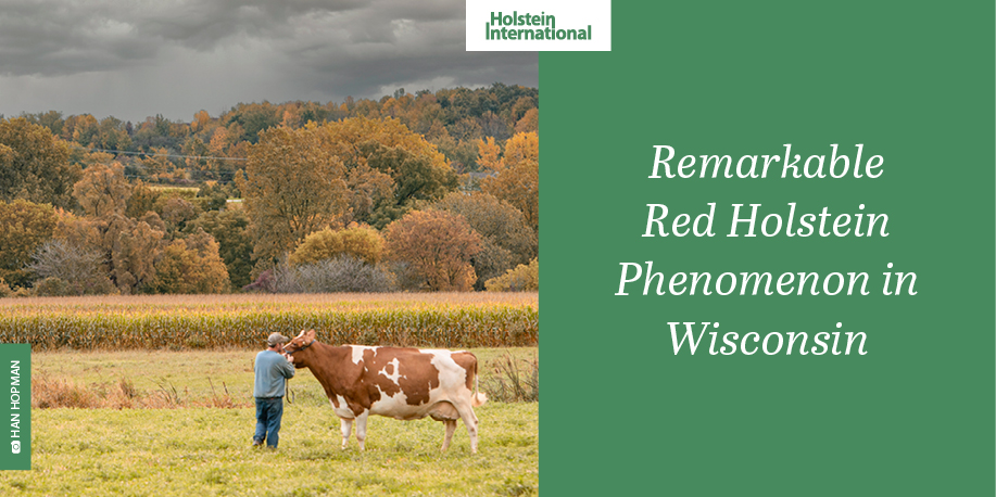 Holstein International tweet media