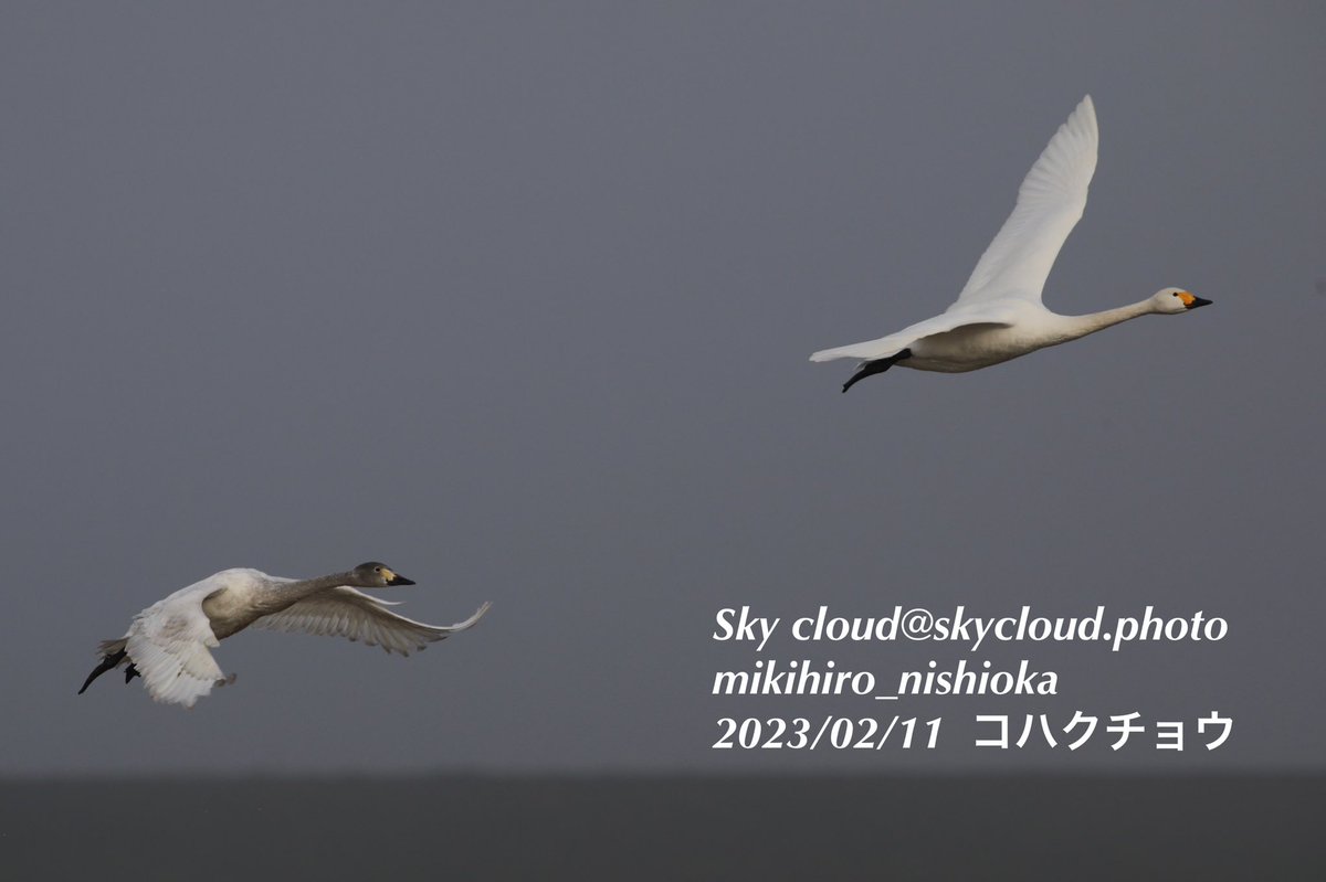 blue2impulse3's tweet photo. Sky cloud--m.nishioka _No.0119
#コハクチョウ🦆 #LC #低危険種
#コハクチョウ飛来地 #飛翔 #越冬
#感動の一瞬にシャッター押せる余裕‼️
#ip_birds #Japan_nature_photo
#best_moments_nature
#best_birds_of_world
#birders_gallery
#野鳥好きな人と繋がりたい
2023/02/22 0:25→📸2023/02/11 https://t.co/4qqVpZhSKd