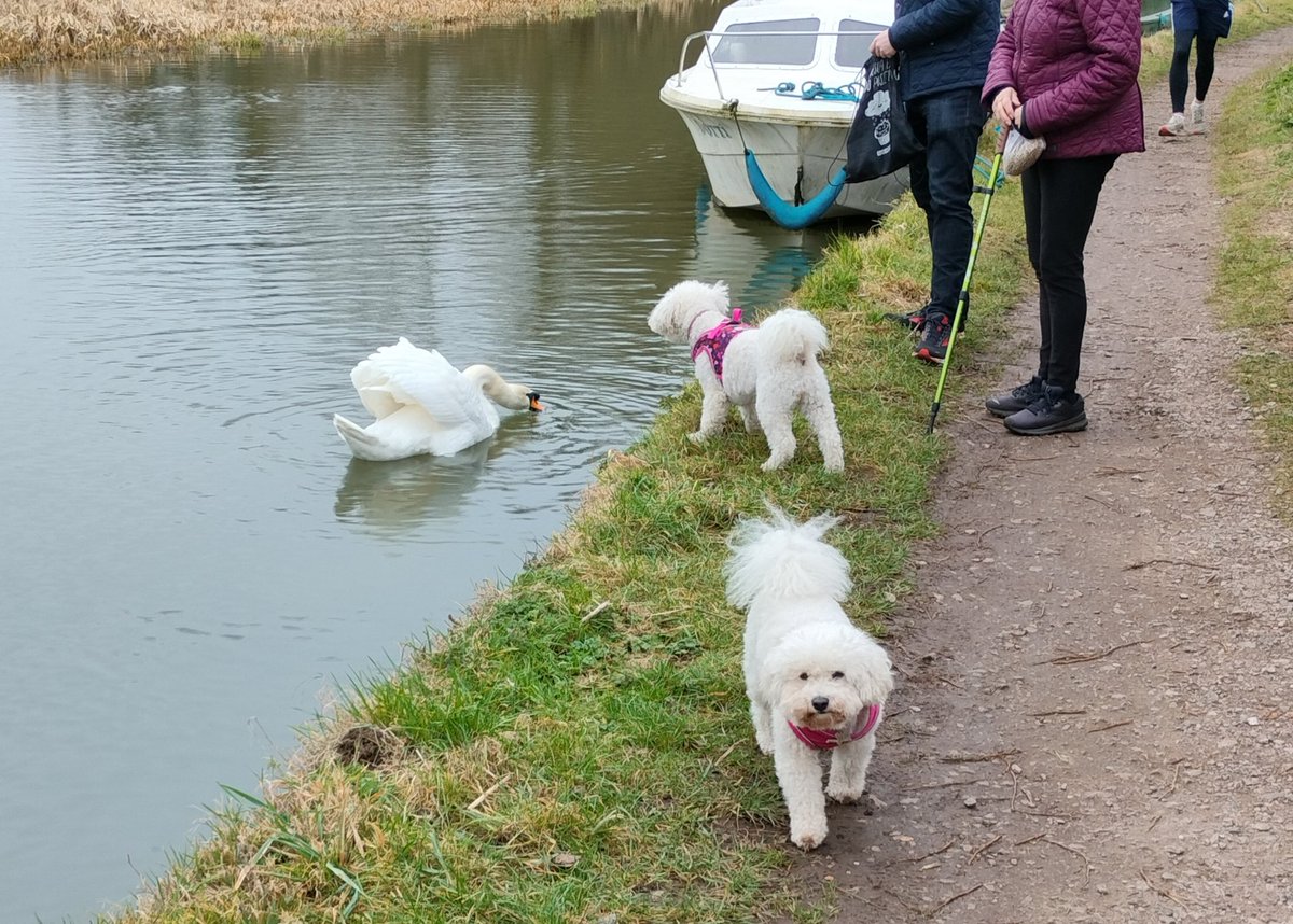 Swan this morning wasn't very happy with Elsa's big mouth😲.....telling it off she was! 😣🐩🫣😮‍💨#poochon #bichon #poodle #DogsofTwittter #puppylove #swan #canal 
#Bedfordshire