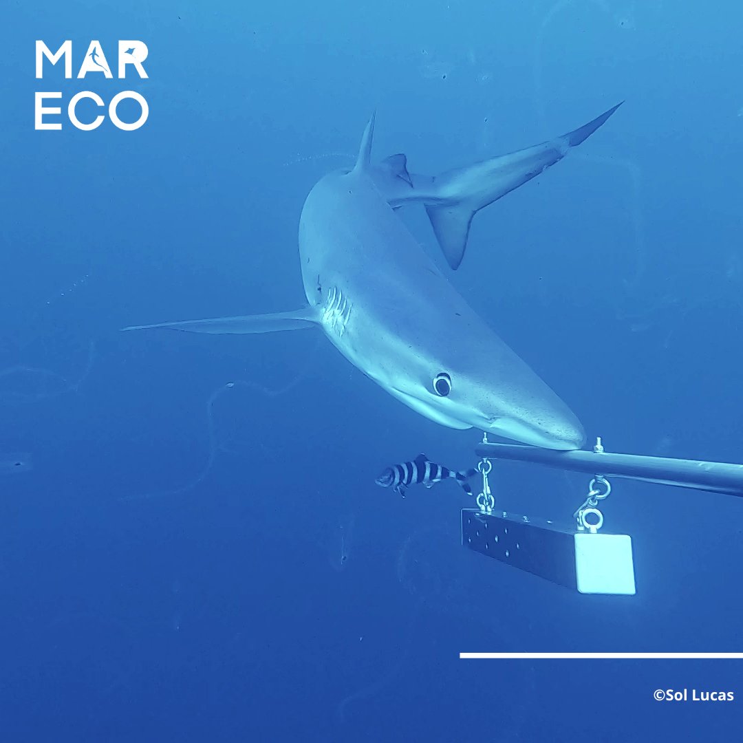 mareco_org's tweet photo. Help us reach our target!
We have crowdfunded 96% of our project looking at cost-effective solutions to minimise blue shark bycatch in longline fisheries. 

Any contribution is welcome 🙏🦈

Link below or through our bio:
https://t.co/Ta17SeTCy6 https://t.co/eOrGNKThvV