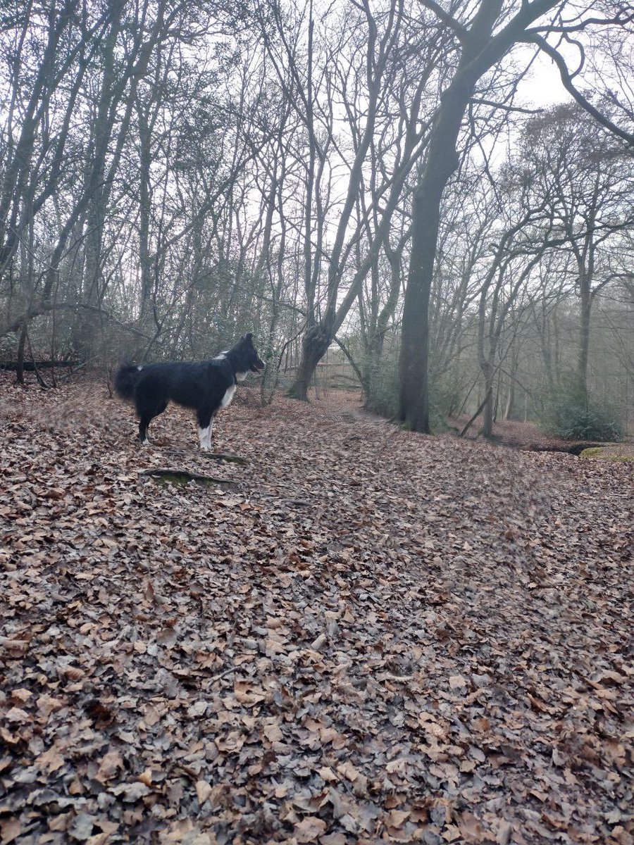 StruggleRuffian's tweet photo. Sacked off work to gamble about with my boy in the forest https://t.co/iFjX3JcASA