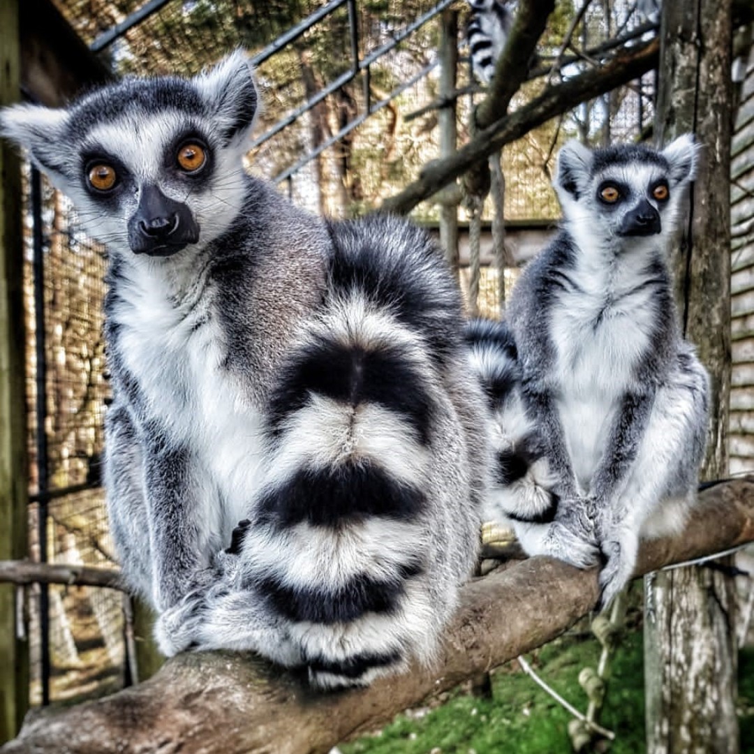 WelshMountainZo's tweet photo. Fun fact of the day! π
Did you know that a Ring-Tailed Lemurβs tail is longer than its body? Their tail is primarily used for balance and as a visual signal!
#RingTailedLemurs #OurPrimates #SupportingConservation #WelshMountainZoo #NationalZooOfWales #Snowdonia360 #TenTop https://t.co/DWl2XNptuU