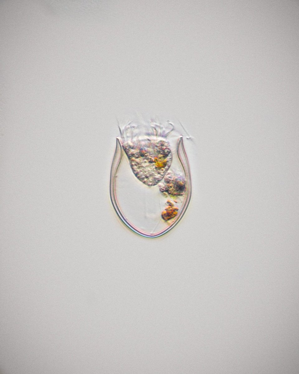 MicrobeGuru's tweet photo. Hi there. This is my first post here on Twitter. I have an IG and  YT account with the same name where you can find all of my microbe pics.

Here I present a tintinnid (Ciliate): Proplectella or Undella from the Caribbean.
@JohnDol84297193 https://t.co/cOYGfx5uyN