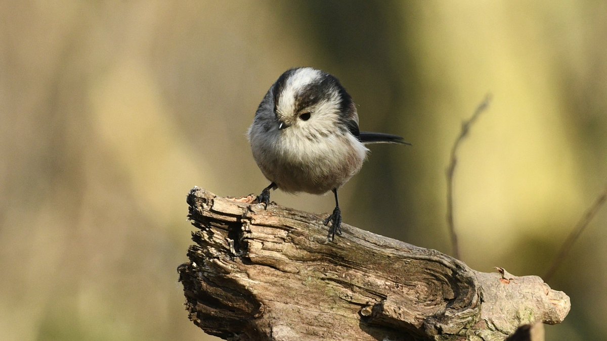 Recently, I've got lucky with photographing #LongTailedTits. Such quick little birds. 

#TwitterNatureCommunity #birdphotography #nature #wildlife #birds #BirdsofTwitter #birdtwitter #titfamily