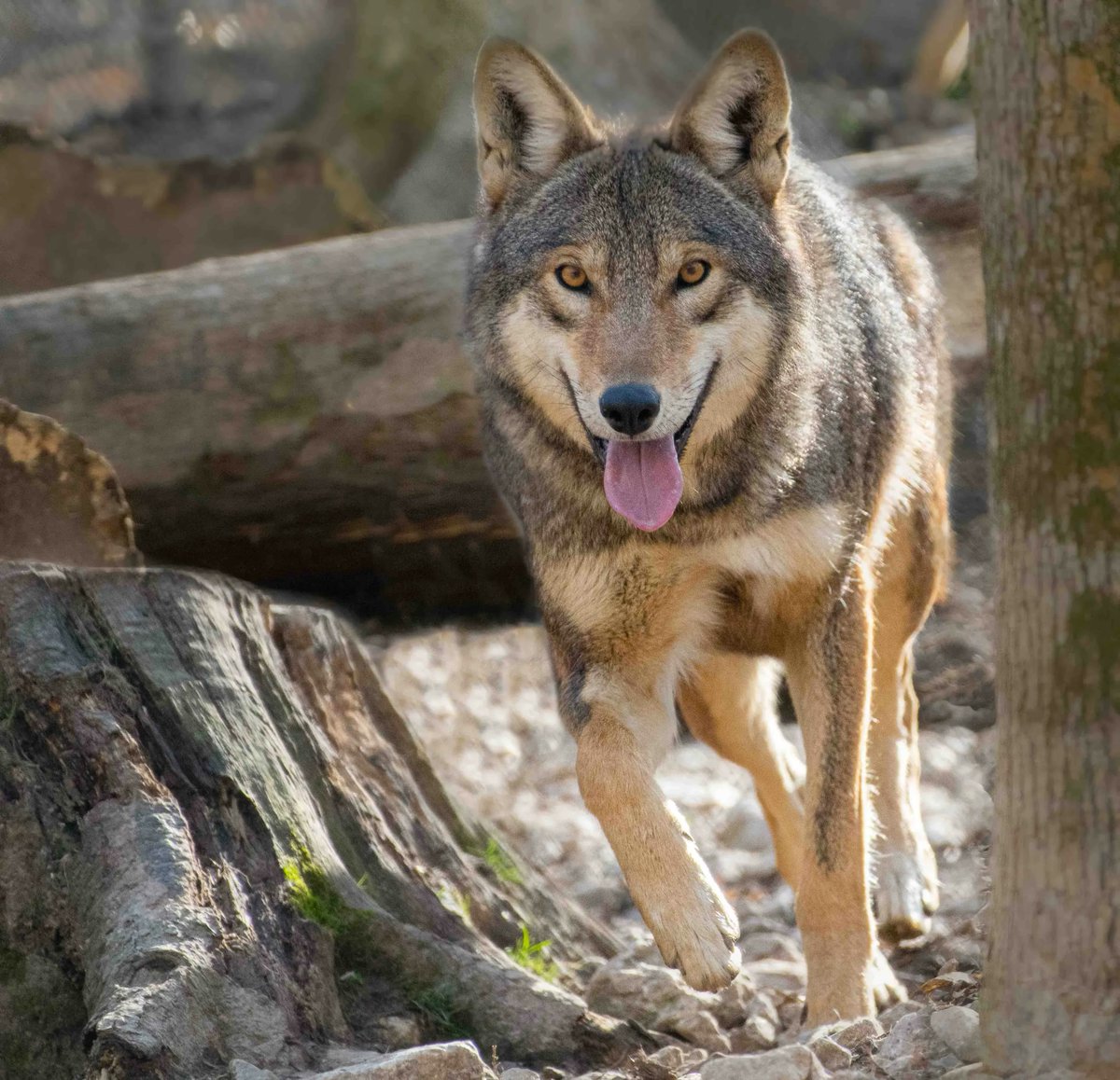 STLWolfCenter's tweet photo. A cuteness overload this Tongue out Tuesday!
#Americanredwolves have such sweet smiles.
Tag someone below to brighten up their day with this cute #wolf pic. ๐๐บ https://t.co/ilKdJ6ymAv