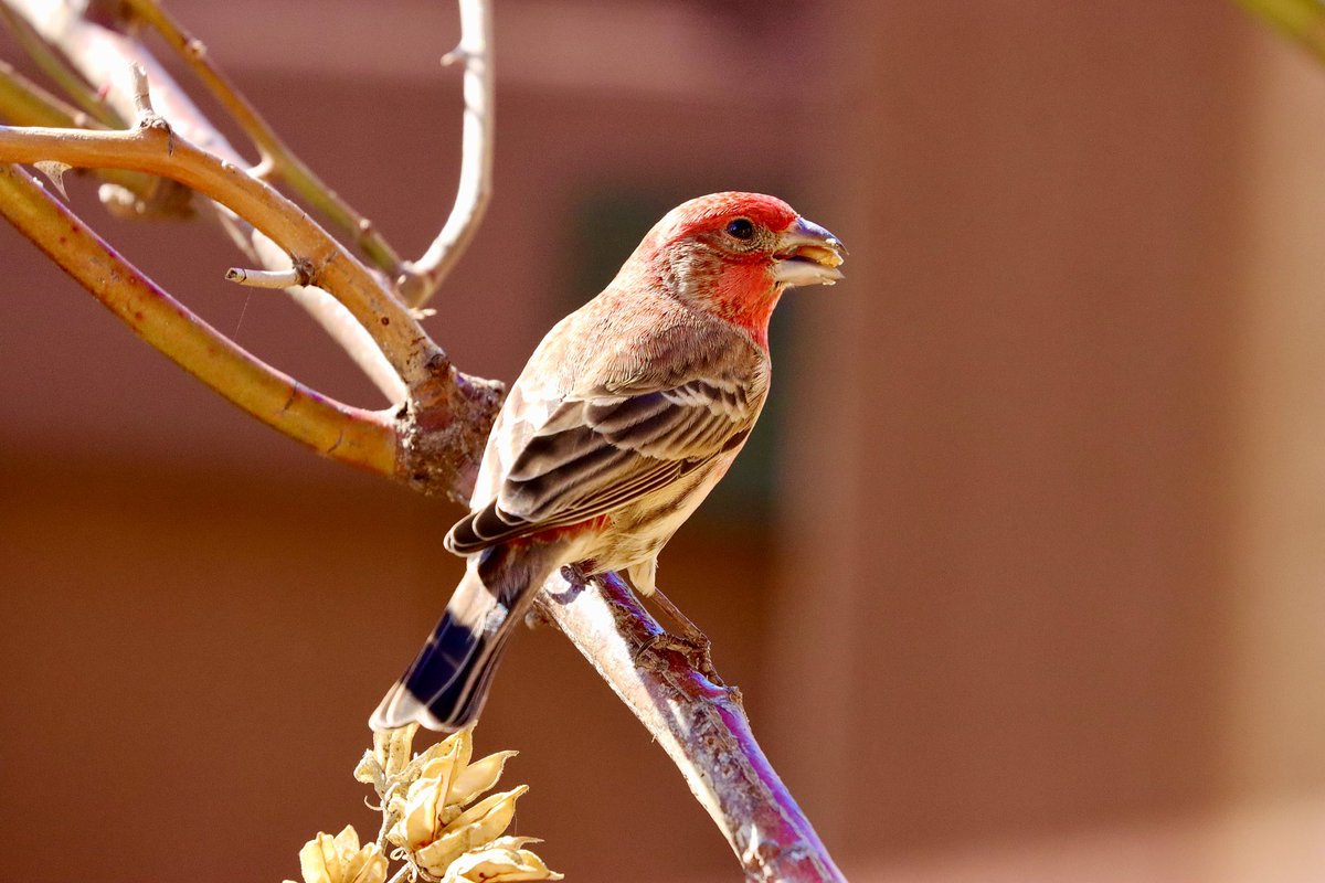 Have a great day all ☀️
#HouseFinch