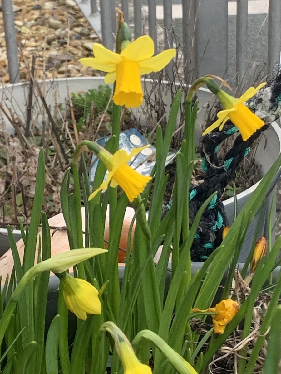 LindyLouMac's tweet photo. It is lovely to see our little garden slowly coming to life, Spring is on her way. #wales #tywyn #garden #February2023 #Spring #plantlife #flowers #leaves #honeysuckle #russianvine #crocus #daffodil https://t.co/cmCSaPCWnm