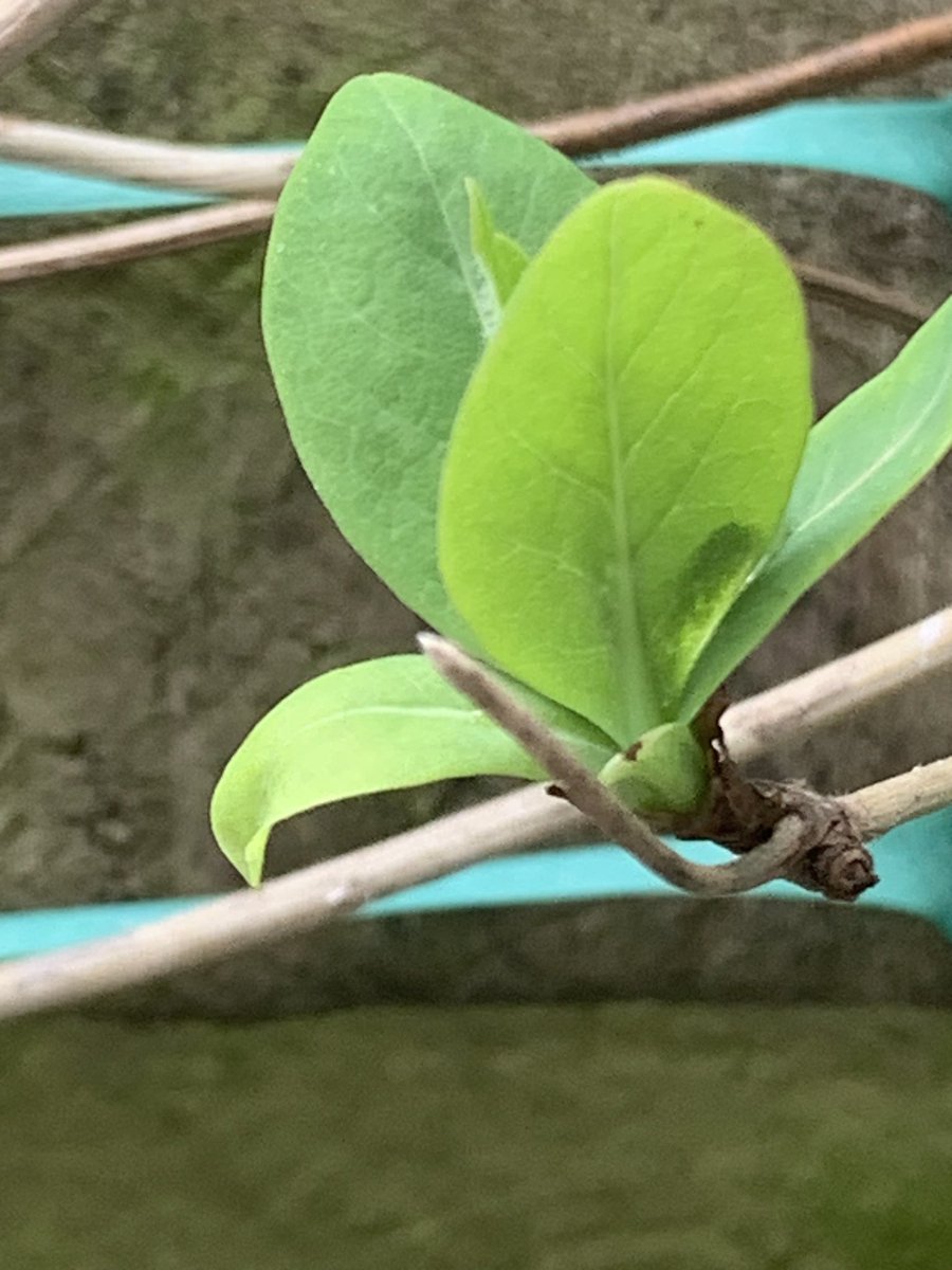 LindyLouMac's tweet photo. It is lovely to see our little garden slowly coming to life, Spring is on her way. #wales #tywyn #garden #February2023 #Spring #plantlife #flowers #leaves #honeysuckle #russianvine #crocus #daffodil https://t.co/cmCSaPCWnm