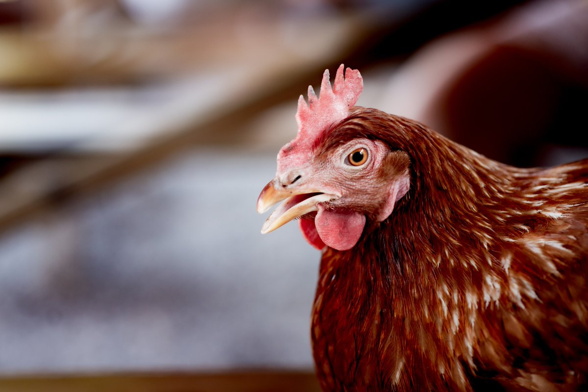 LiquidGasUK's tweet photo. Renewable liquid gases such as bioLPG & rDME can support #poultry farmers reach #netzeroby2040 as they are produced from renewable feedstocks & can reduce carbon emissions by up to 85% compared to diesel & oil, replacing traditional LPG. #farming @NFU_Poultry #RenewableLiquidGas https://t.co/SgHGd6DA9y