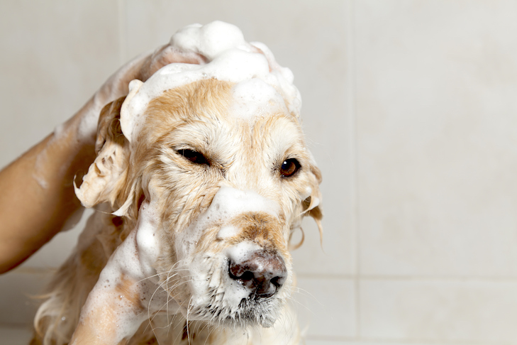 Dog Shampoos: How to Find the Right One for Your Dog 

Learn more here:

akc.org/expert-advice/… 
  
Community Bark Dog Wash &amp; Groom - See what we're barking about!
2430 S Kinnickinnic Ave.
Bay View, WI 53207
Text or Call:(414) 744-2275

communitybark.net

#dogtips