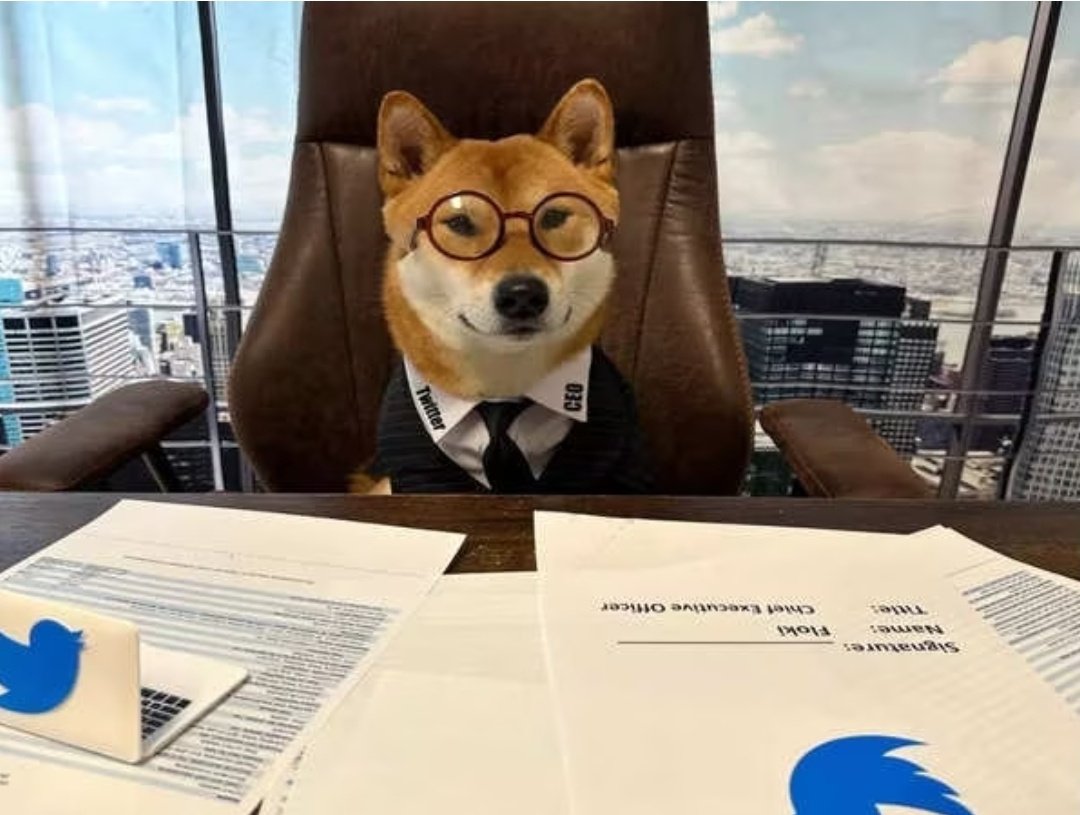 Sk_adventure_'s tweet photo. Twitter has been in the news recently for the unexpected appointment of a new CEO. Elon Musk, who recently acquired the social media platform in a $44 billion deal, announced on Twitter that the new CEO of Twitter is none other than his pet dog, Floki, a Shiba Inu. https://t.co/QzacmEedVr