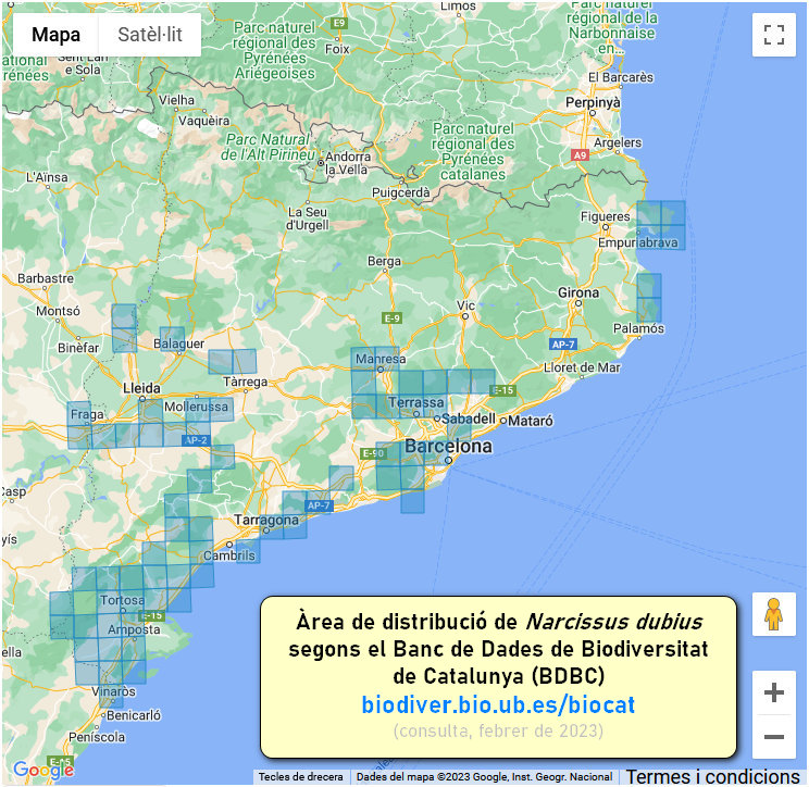 GeovegUB's tweet image. Són propis dels #prats i dels #matollars mediterranis, en terrenys rics en carbonats. L’almesquí és força comú i pot tenyir de groc alguns prats, mentre que la nadala, més termòfila, té una àrea de distribució força reduïda, on forma poblacions més localitzades.