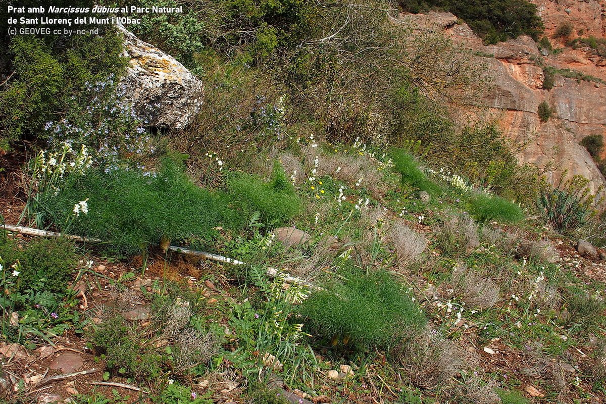 GeovegUB's tweet image. Són propis dels #prats i dels #matollars mediterranis, en terrenys rics en carbonats. L’almesquí és força comú i pot tenyir de groc alguns prats, mentre que la nadala, més termòfila, té una àrea de distribució força reduïda, on forma poblacions més localitzades.