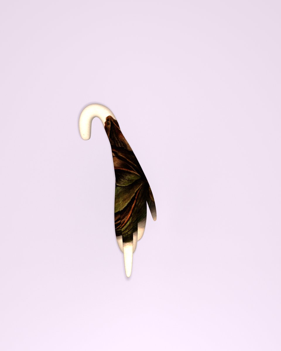 clitoscope's tweet photo. Clitoris glabrifolia https://t.co/fOalwe9p7T